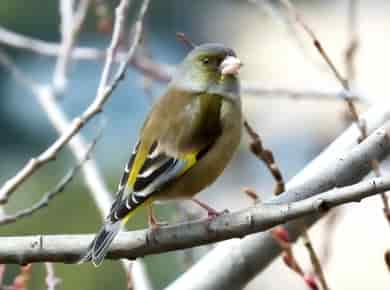 鳥類図鑑・カワラヒワ